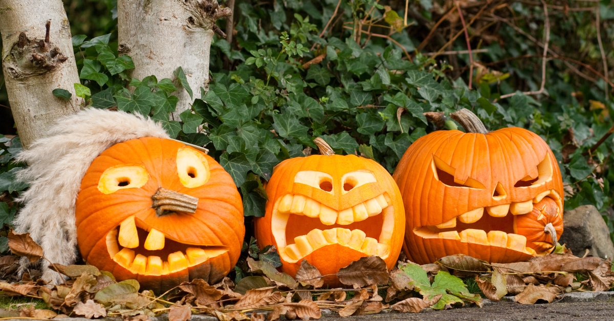 Three pumpkins with faces drawn on them sitting in the leaves.