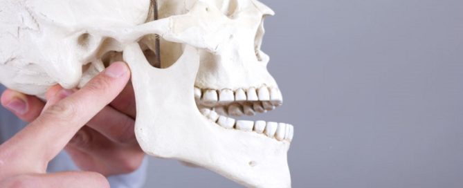 A person holding up a skull with teeth.